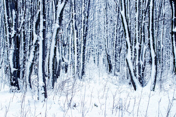 Snow-covered trees in a winter forest after a blizzard