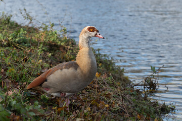 Naklejka na ściany i meble Beautiful adult Nile goose (Alopochen aegyptiaca) standing on one leg on the shore of a pond