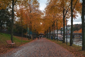 Autumn foliage of German parks