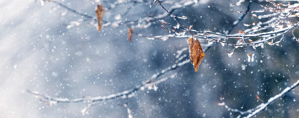 Ice and snow covered tree branch in forest on blurred background during snowfall