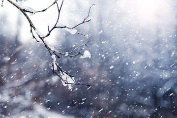 A snow-covered tree branch in a winter forest during a blizzard