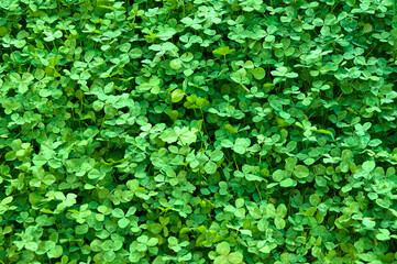 Obraz premium Clover view on top. Carpet of natural clover. Natural grass background