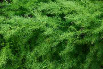 Full frame background of green asparagus bush