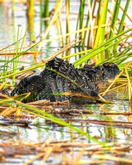 Alligator in the Florida Everglades hiding in the sawgrass