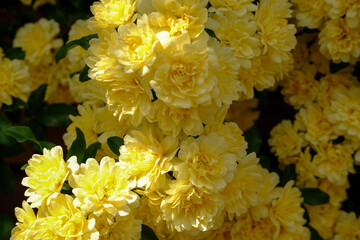 庭先に咲くモッコウバラの黄色い花