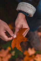 Autumn foliage of German parks