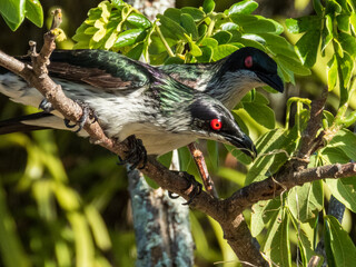 Metallic Starling in Queensland Australia