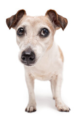 Cute small dog looking suspiciously with distrust aside. confused surprised cute eyes. Senior dog...