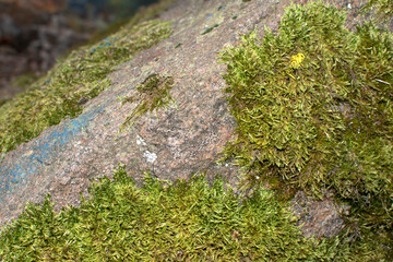 Green moss on granite stone in the forest