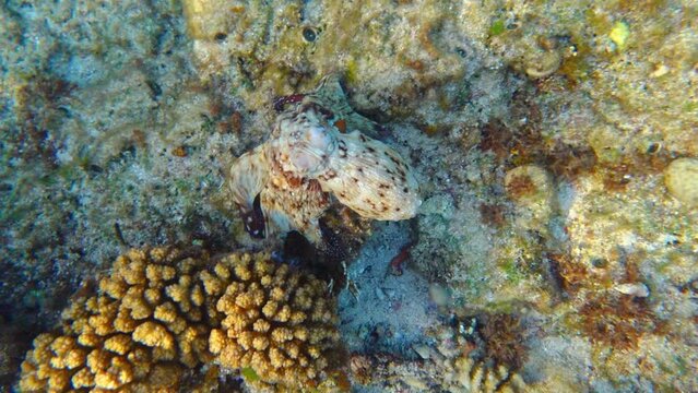 octopus changes coloring at the movement