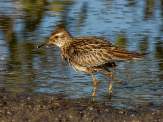 Sharp-tailed Sandpiper in Queensland Australia