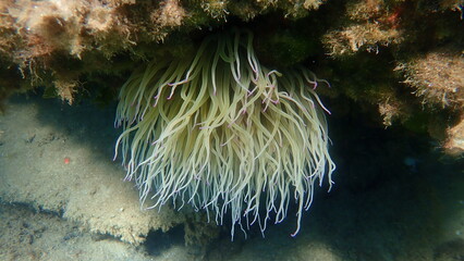 Snakelocks anemone or opelet anemone (Anemonia viridis) undersea, Aegean Sea, Greece, Halkidiki