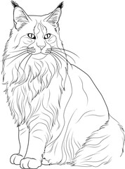 Mainecoon Cat Coloring Page