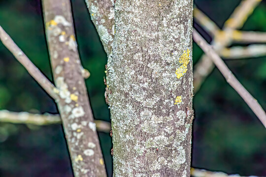 Closeup of a pawpaw tree or Asimina triloba bark.