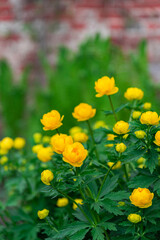 Bright yellow flowers (Trollius europaeus) on the background of a red brick wall on a summer day.