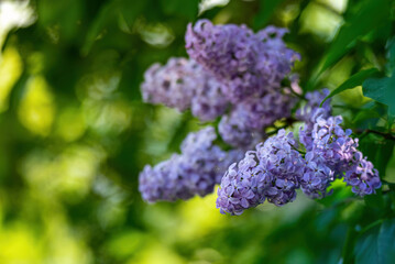 A beautiful summer view of the branches of pink lilac blooming in spring.