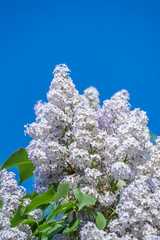 A beautiful summer view of the branches of pink lilac blooming in spring.