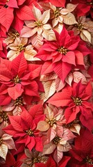 Fototapeta na wymiar Background made of a red and gold poinsettia flowers.