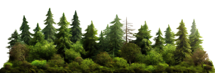 Lush green forest cut out
