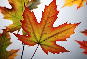 autumn maple leaf in minimal style