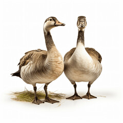 Two country geese isolated on white