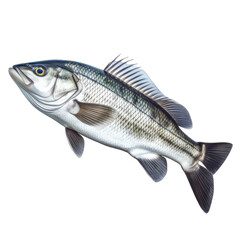 Fototapeta premium Sea bass fish isolated on transparent and white background. PNG transparent