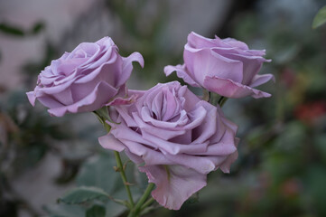 light purple rose flower in the garden