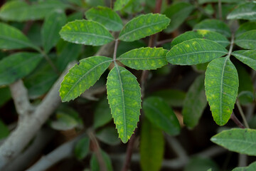 Green close up Brazilian pepper tree 