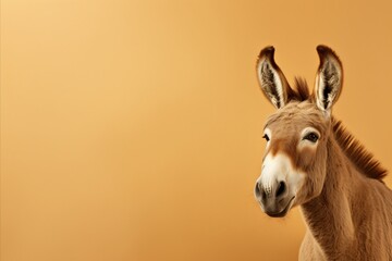 Happy donkey on pastel color background in fashion studio shot with copy space for text placement