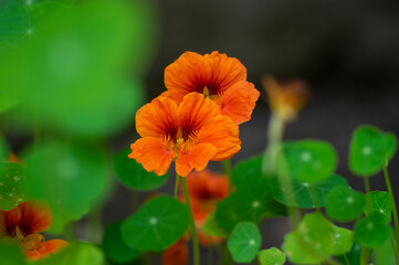 Tropaeolum majus edible monks cress flowers in bloom, beautiful nasturtium garden flowering plant