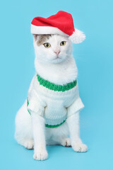 Studio portrait of a white cat looking at camera against a Turquoise background. Funny kitten wearing warm white sweater and Santa Claus xmas red cap. Cat with Santa hat. Pet. Xmas. Winter