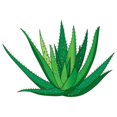 Outline Aloe vera with thick and fleshy leaf in green isolated on white background. 