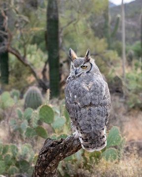 Great Horned Owl perched on a branch in the Desert Southwest