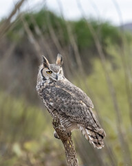 Great Horned Owl perched on a branch in the Desert Southwest
