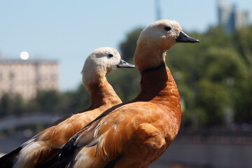 Two ducks (Tadorna ferruginea) in the city, close-up, selective focus.