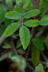 Green close up Brazilian pepper tree 