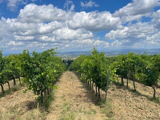 Fototapeta na wymiar vineyard in the tuscany