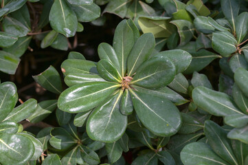 close up of a  green Pittosporum leaves