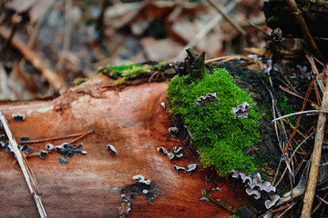 forest landscape - moss on an old tree trunk, autumn winter park