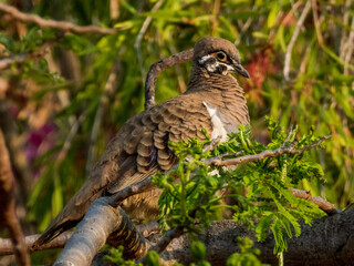 Squatter Pigeon in Queensland Australia