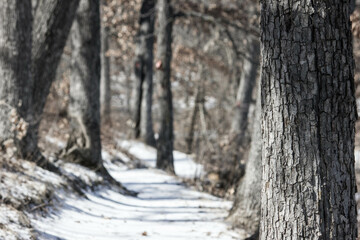 snow covered trail surrounded by trees
