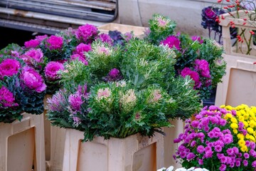 Fototapeta na wymiar Ornamental cabbage Brassica oleracea. Decorative cabbage plants on the market in plastic boxes