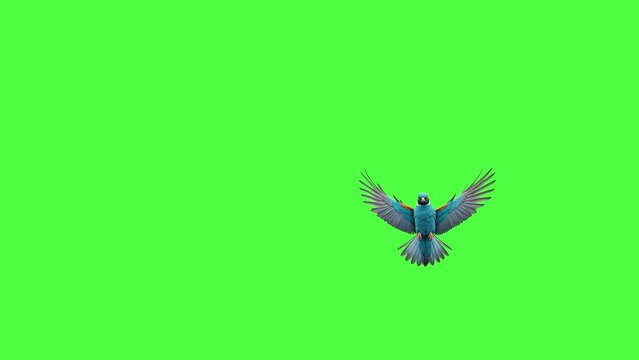 bird flying in green screen background