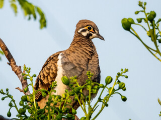 Squatter Pigeon in Queensland Australia