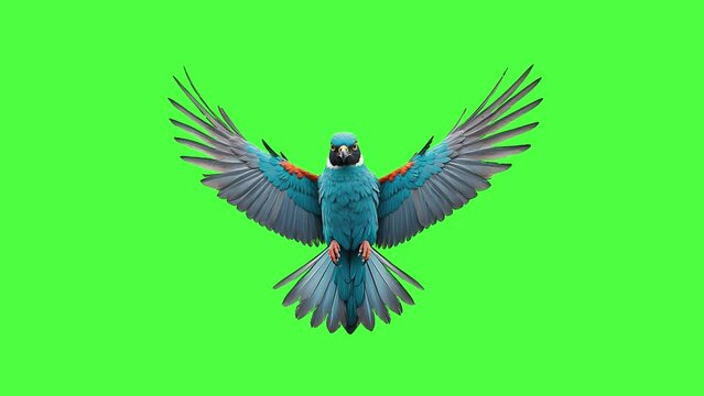 bird flying in green screen background