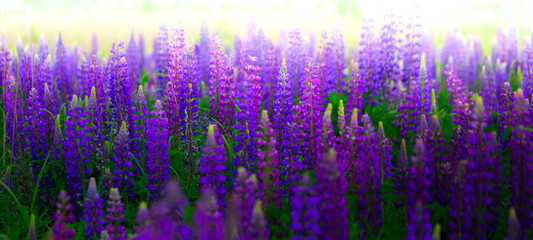 Purple Symphony: A Field of Lupins in Full Bloom