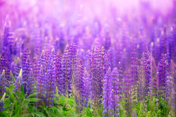 Nature's Tapestry: Lupins Painting the Landscape with Lavender