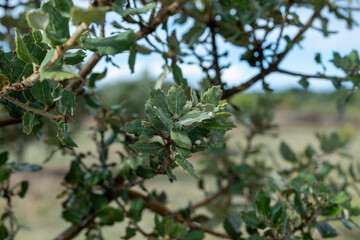 Truffle farm, cultivation of black winter Perigord truffles mushrooms, Tuber melanosporum, oak plantation, truffle hunting on fields with oak trees