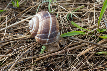 French cuisine, big tasty edible land snails escargot growing on snail farm in Burgugne, France close up