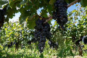 Vineyards near St. Emilion town, production of red Bordeaux wine, Merlot or Cabernet Sauvignon...